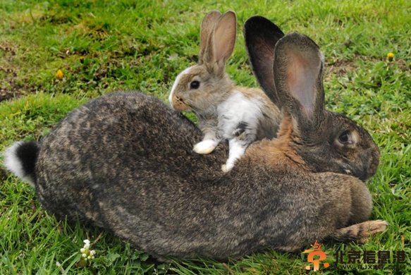 世界最大兔子体长逾1米 每年吃掉4000美元食物