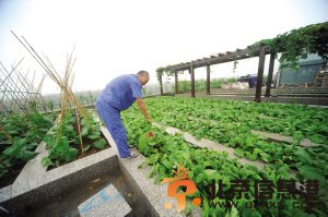 空中菜园很壮观。记者 邵丹 摄