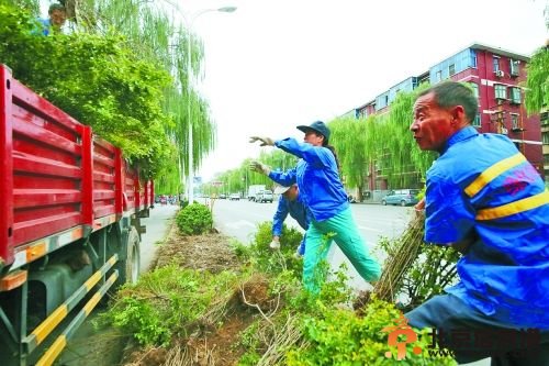 绿化工人正在转运九都路移除的绿植