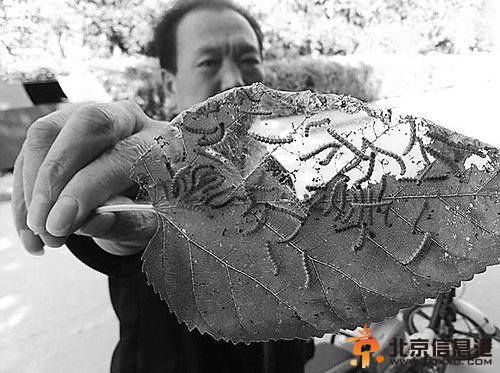 本报驻衡水记者 焦磊 李海菊 文/图