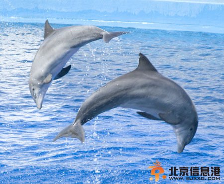 海豚（资料图）