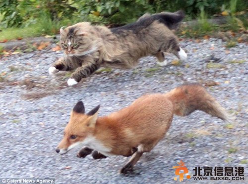 当狐狸进入猫咪里昂的领地的时候，里昂突然冲了出去，英勇之姿恍若一头凶猛的美洲狮。
