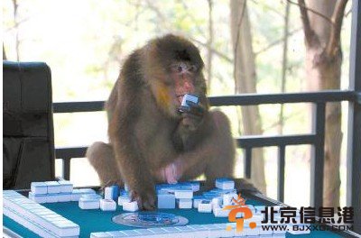 野猴搓麻将