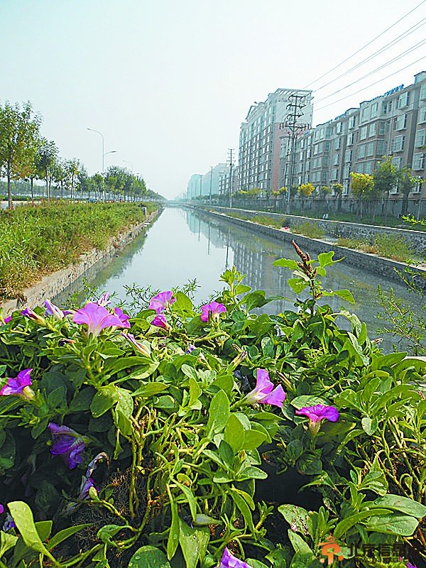 黄骅市区一景观河变臭水沟