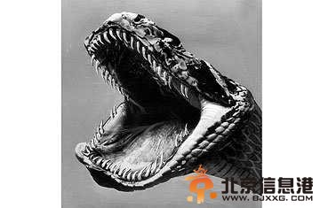 全球神秘怪兽未解之谜
