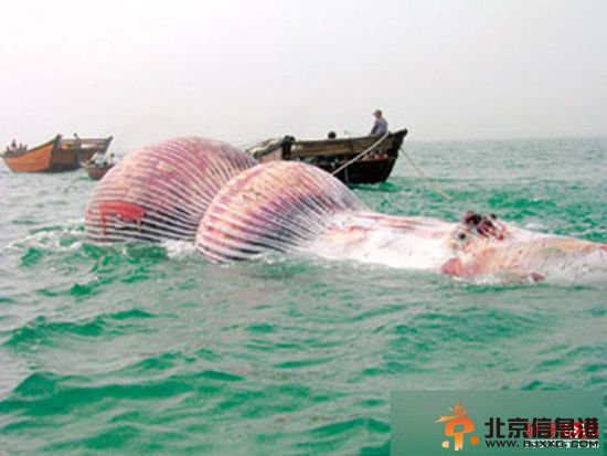 不为人知的那些事儿 揭秘渔民的意外收获