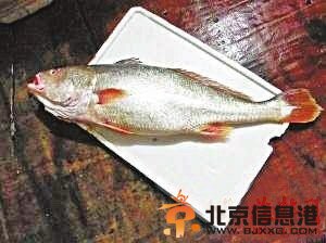 “土豪”金丝鱼