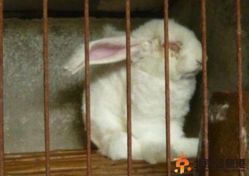 内地养殖场被指活揪兔子毛 兔子痛苦嚎叫