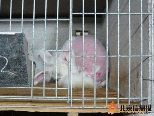 内地养殖场被指活揪兔子毛 兔子痛苦嚎叫
