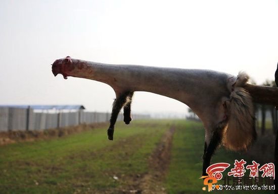 陕西数万蓝狐被棒杀剥皮 养殖户称谈人道太奢侈