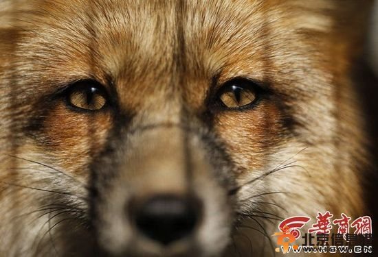陕西数万蓝狐被棒杀剥皮 养殖户称谈人道太奢侈