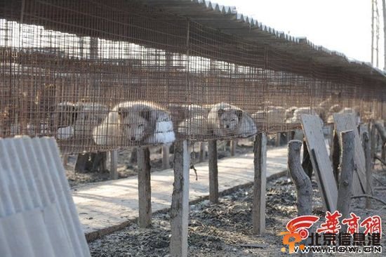 陕西数万蓝狐被棒杀剥皮 养殖户称谈人道太奢侈