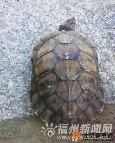 男子闽江边捡到半米长大乌龟　女儿劝说及时放生