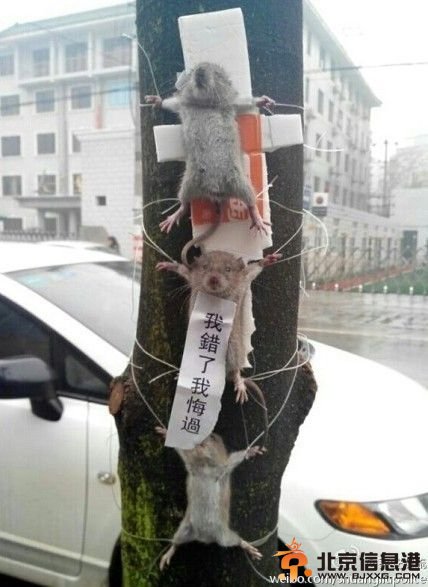 老鼠偷吃蔬菜被抓“示众” 眼神萌翻网友(图)