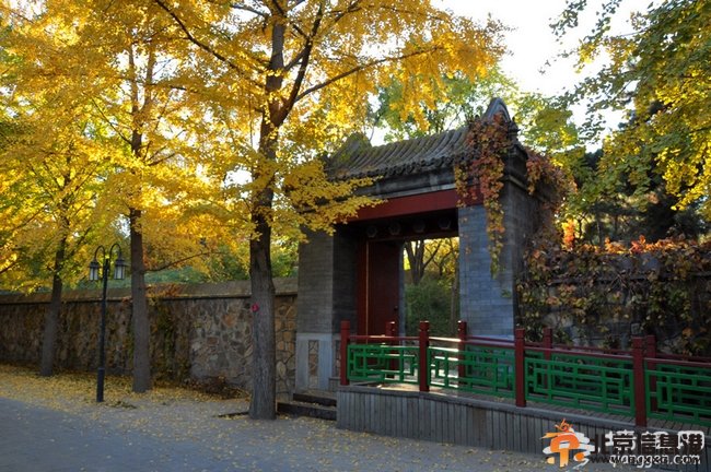 圆明园公园银杏树 历史遗迹背后的柔美 