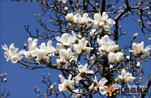 看看<a href='http://www.bjxxg.cn/' target='_blank'><u>老北京</u></a>的清明节习俗