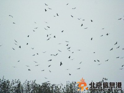 群鹰乱舞