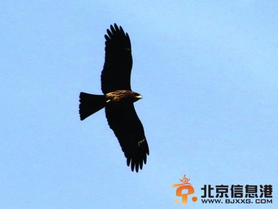 一只靠近镜头的老鹰。梅建明 摄