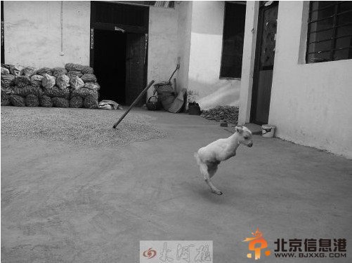 河南一只小羊天生两条腿能直立行走 或基因变异所致(图)