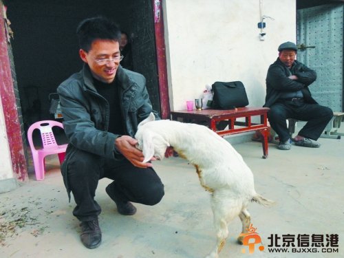 安徽患癌青年慕名而来，最终决定买走小羊。