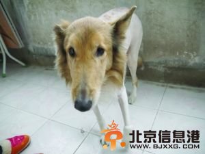 小狗在主人去世近一年后仍不离家 眼带忧伤(图)