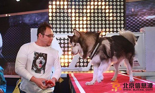 狗狗冲冲冲什么时候播出 狗狗冲冲冲播出时间 怎么报名参加