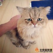 日本不开心猫Foo-Chan照片 没有为什么，老子就是不开心！