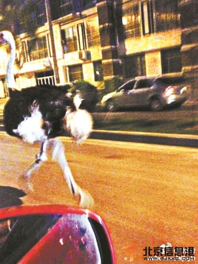 跑在马路上的鸵鸟供图/网络