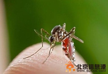 胖人的福音：南非发现吸脂蚊子 不破坏皮肤结构