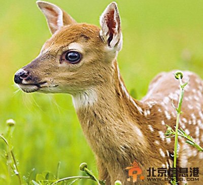 外交舞台上的可爱动物使者（图）