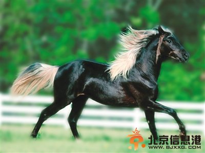 外交舞台上的可爱动物使者（图）