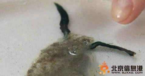 你没见过的海洋怪物：从透明虾到巨型大王乌贼
