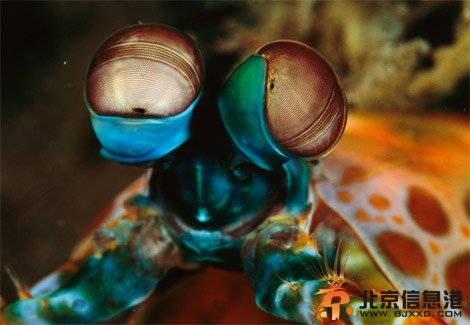 你没见过的海洋怪物：从透明虾到巨型大王乌贼