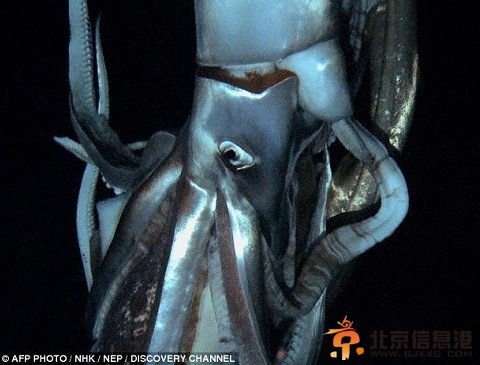 你没见过的海洋怪物：从透明虾到巨型大王乌贼
