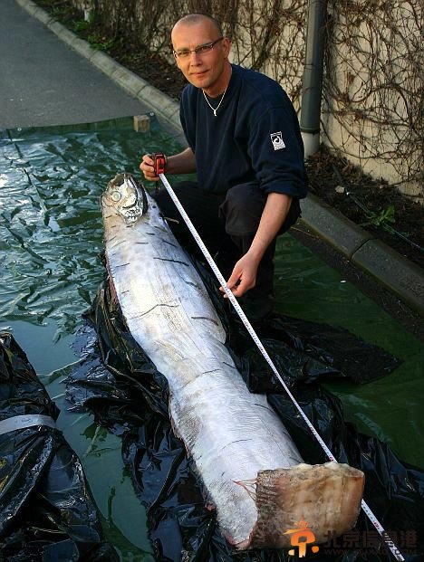 你没见过的海洋怪物：从透明虾到巨型大王乌贼