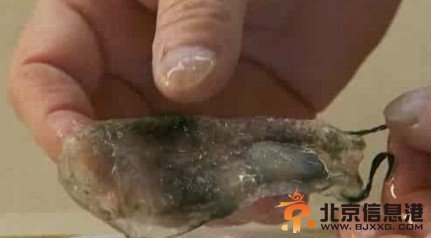 你没见过的海洋怪物：从透明虾到巨型大王乌贼
