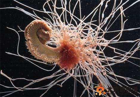 你没见过的海洋怪物：从透明虾到巨型大王乌贼