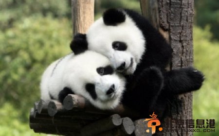 马来动物园建“豪宅” 迎接两只中国大熊猫(图) 