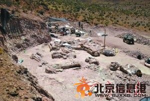阿根廷中南部沙漠近日出土了迄今为止最大的恐龙骨骼化石。