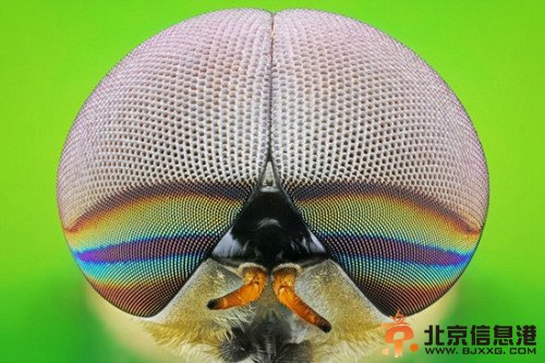 印尼摄影师为昆虫拍“肖像”照展另类美感（图）