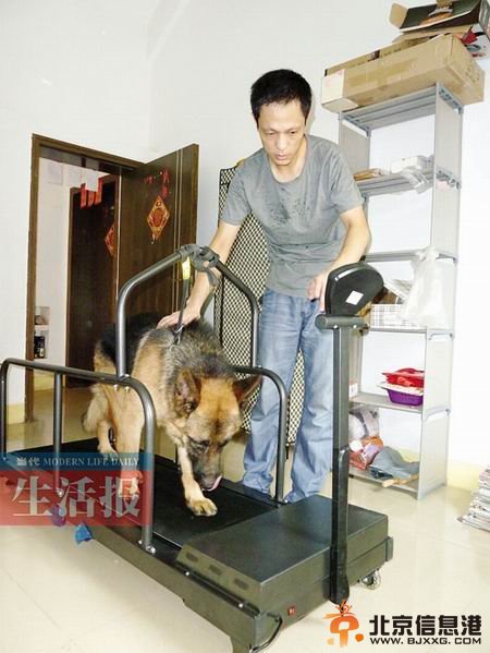 工作太忙没时间遛狗 男子给爱犬用上跑步机(图)