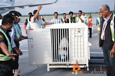 中国熊猫抵达马来西亚大马先前派人接受培训