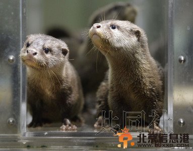 大阪海游馆小爪水獭宝宝亮相已学会游泳（图）