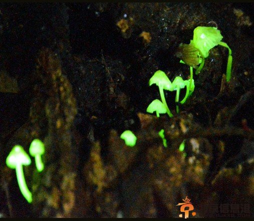 日本现发光蘑菇魔幻绿光似“森林精灵”（图）