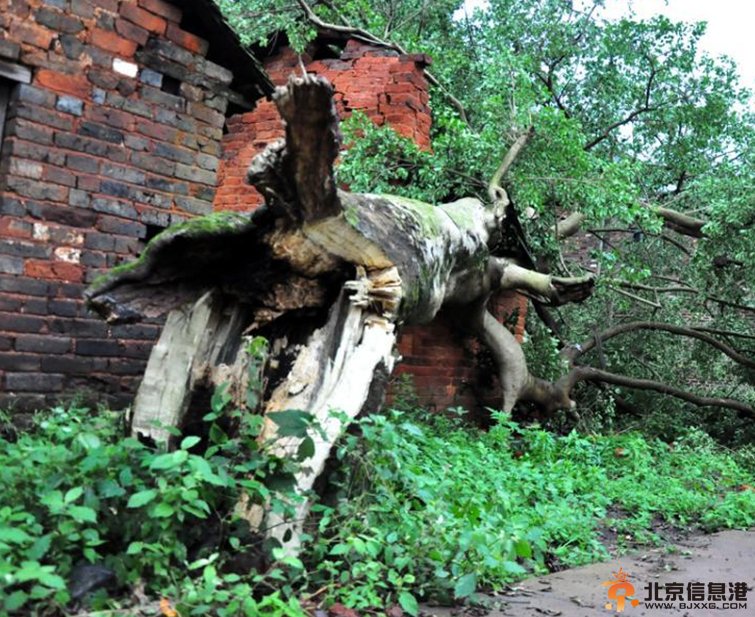 湖南桂阳遭遇冰雹及强降雨天气 千年古树截断 