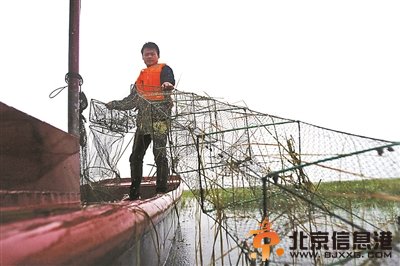 保护江豚组织内斗激烈 江豚守护力量元气大伤