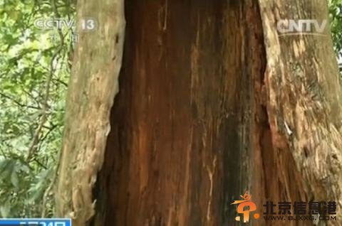 江西婺源千年红豆杉遭游客剥皮 网友愤怒