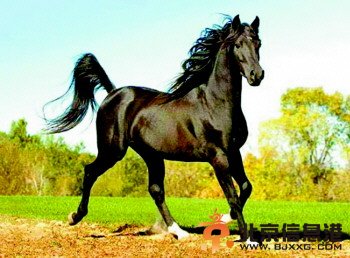 揭秘国礼汗血马在中国的神秘生活