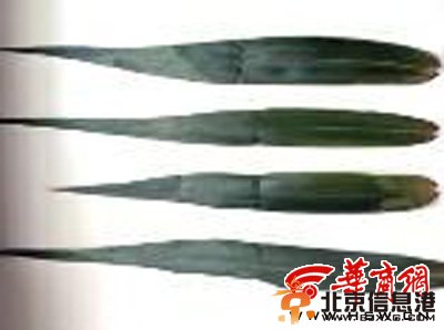 端午节将至 工业品让枯黄粽叶返青质地软有异味