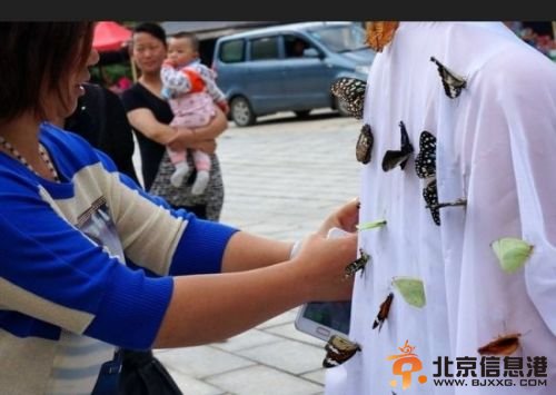 河南景区扎死蝴蝶装扮仙子 蝴蝶颤抖小孩被吓哭[组图]
